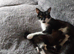 Two Cats  fore sell