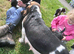 Basset x beagle puppies