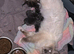 One tabby girl left