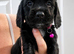 sprocker pups