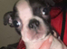 4 little Boston terrier boys