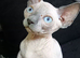 Bambino Sphynx Kittens Ready