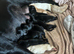 FEMALE PUP