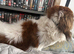 Mail dash hound