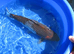 Koi Carp Ochiba Shigure Japanese Bred