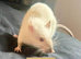 4 Female Rats Available