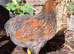 Gold laced Wyandotte chickens LF