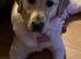 Labrador retriever golden