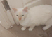 need some warmth in your life.meet Flame.is a flame point ragdoll