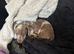 Beautiful 5-Month-Old Isabella Miniature Dachshund Looking for Her New Home