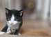British shorthair x