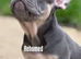 KC French Bulldog Puppies Lilac, Black Tan, Fawn Reduced Price for weekend