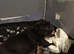 Bull pug x shar pei