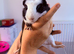 2 male Guinea pigs