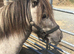 Hillash Amos - Gorgeous reg Miniature 32” 3 yr old gelding, silver dun.