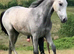 Grey yearling filly