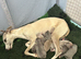 Whippet crossed Italian greyhound