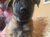 5 Malinois x GSD Puppies *READY TO GO*