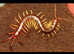 MILLIPEDES, scorpions and centipedes ready NOW!