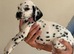 2 female Dalmatian puppies