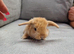 Last mini lop boy available for reserve