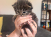Doll face Persian kittens