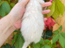 Semi angora kits available