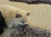 Beautiful male ragdoll kittens