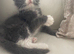 Grey/white Mainecoon x Ragdoll male kitten