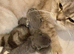 BEAUTIFUL PURE BREED BSH KITTENS