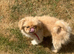Rare Pekingnese apricot & white boy 13 months