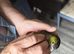Hand reared black capped conure