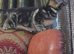 Two GORGEOUS kittens ready for loving homes