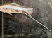 SWORDTAILs TROPICAL AND COLDWATER LIVEBEARERS Cultivated N Wild Forms from &pound;3