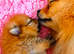 Pomeranian Puppies