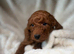 Cockapoo puppies 5 girls /2 boys ️Updated pictures with6 weeks old puppies