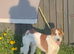 Suzuki Father & Son Pair – Beautiful, Friendly, Active Dogs