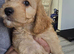 Cocopoo puppies for sale
