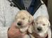 Golden retriever puppies
