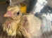 Egg Incubation Service - Hatch Your Own Chicks!