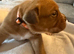Dogue De Bordeaux in Torbay