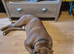 Staffy cross for sale