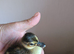 Newly hatched call ducklings