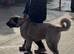 Turkish Kangal/Malakali Panther 1 Year Old Pup