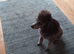 Toy Poodle for sale