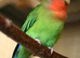Lovely paired love bird