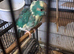 Kakarike Cock
