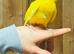 Kakarikis