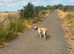 Cane corso cross presa canario