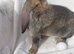 Giant French lop